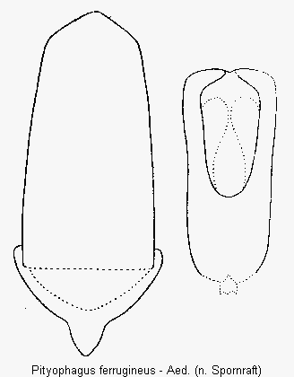 pityophagus_ferrugineus.gif