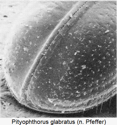 pityophthorus_glabratus_dec.gif