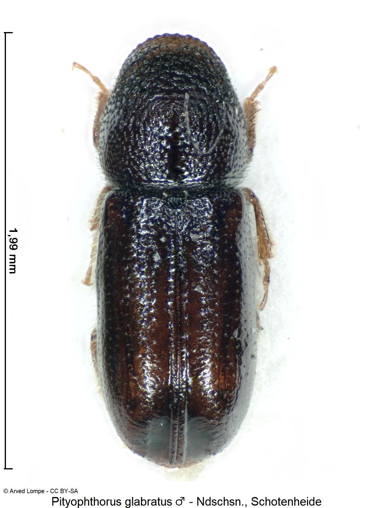 pityophthorus_glabratus_m_ck12957_hab.jpg