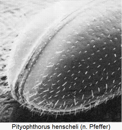 pityophthorus_henscheli_dec.gif