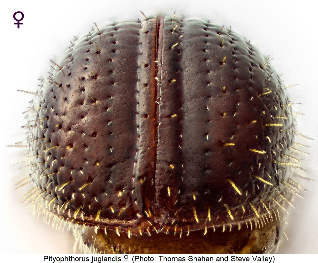 pityophthorus_juglandis_w_dec.jpg