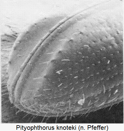 pityophthorus_knoteki_dec.gif