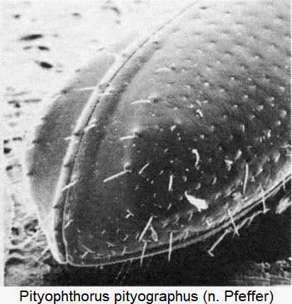 pityophthorus_pityographus_dec.gif