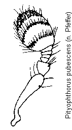 pityophthorus_pubescens_f.gif