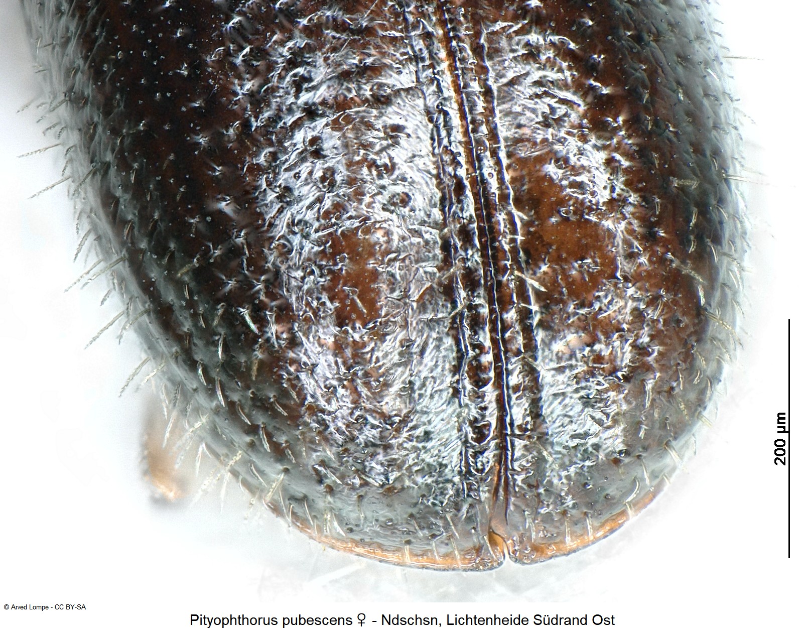 pityophthorus_pubescens_w_ck12947_dec.jpg