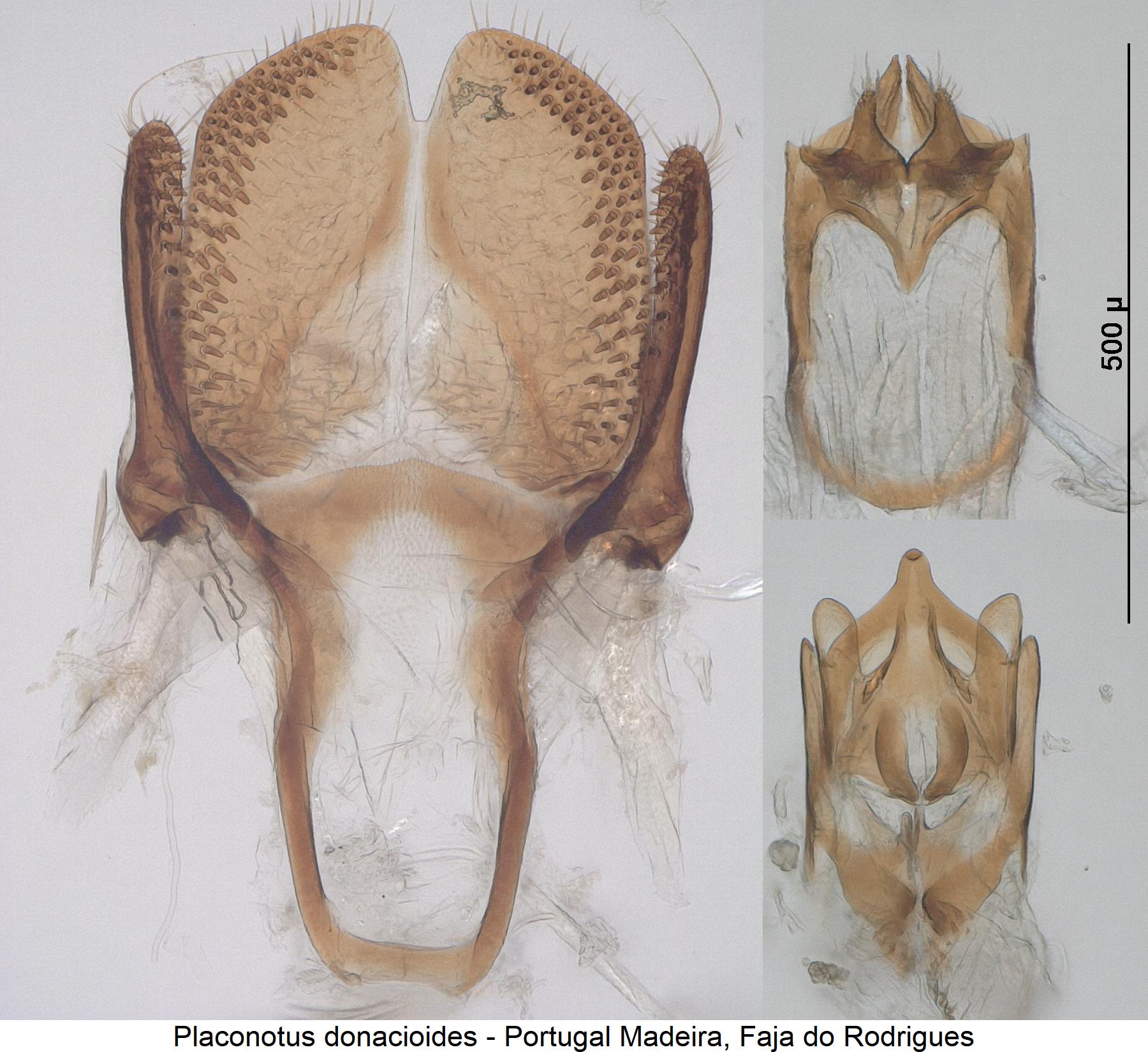 placonotus_donacioides.jpg