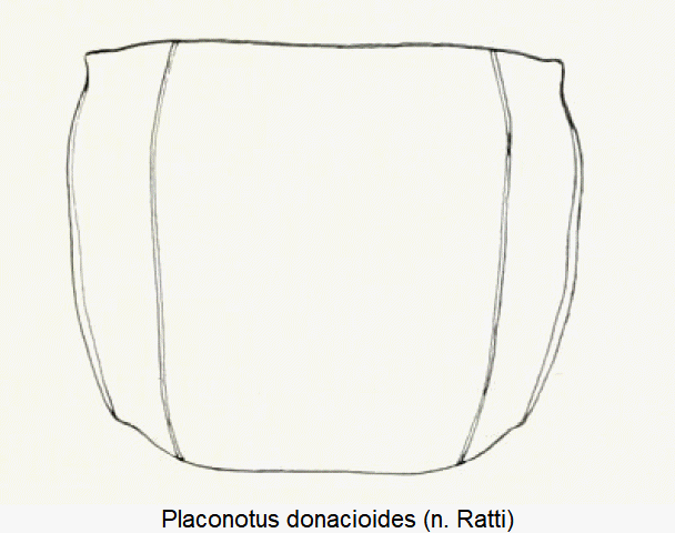 placonotus_donacioides_hsch.gif