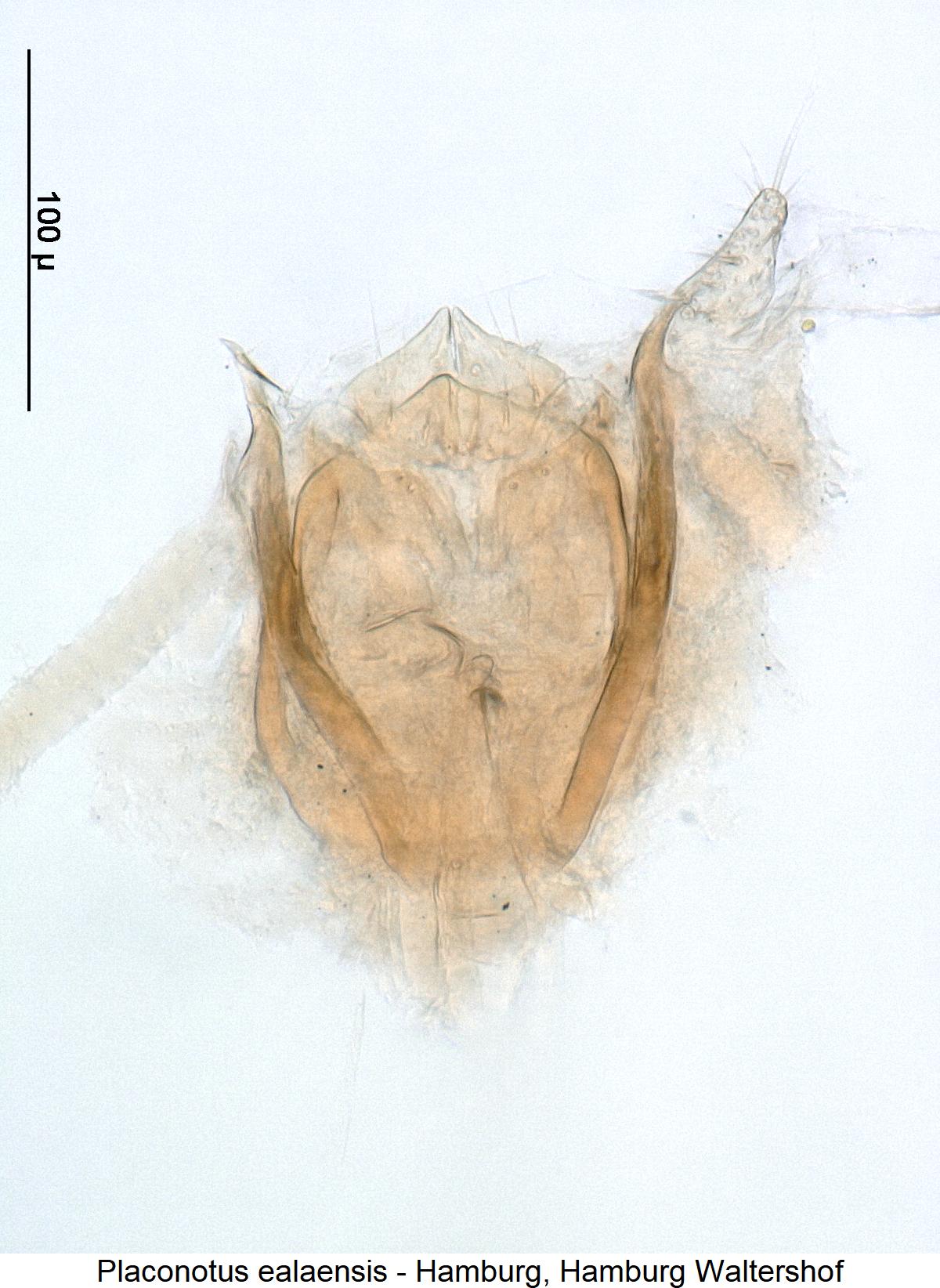placonotus_ealaensis1.jpg