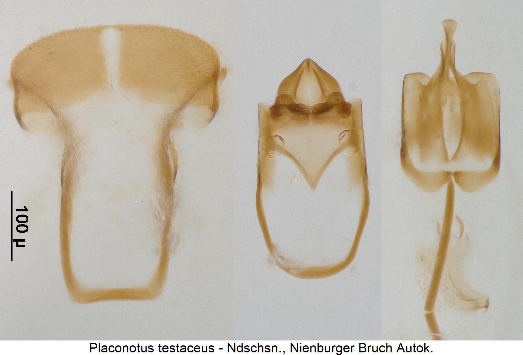 placonotus_testaceus.jpg