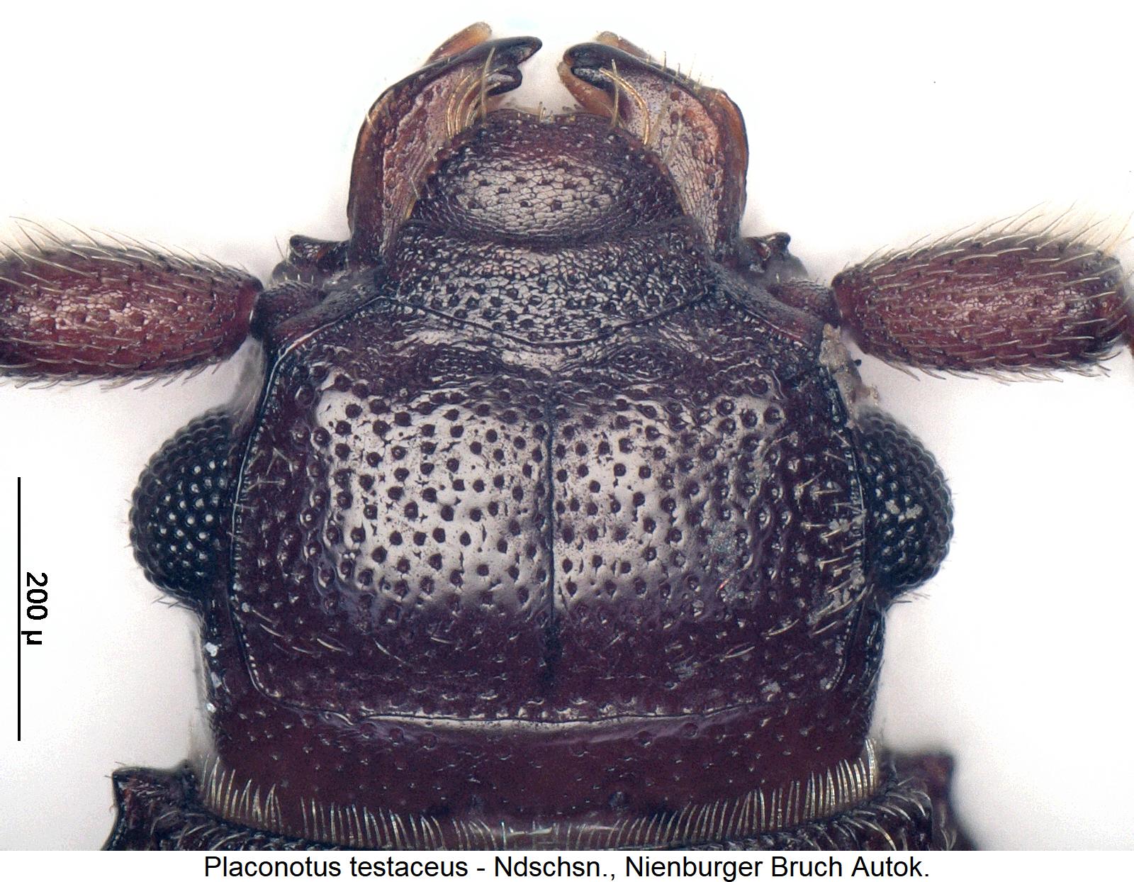 placonotus_testaceus_k.jpg