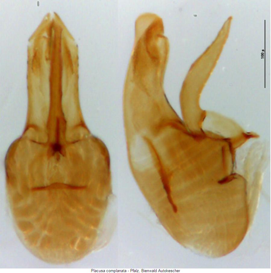 placusa_complanata.jpg