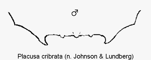 placusa_cribrata_ter.gif