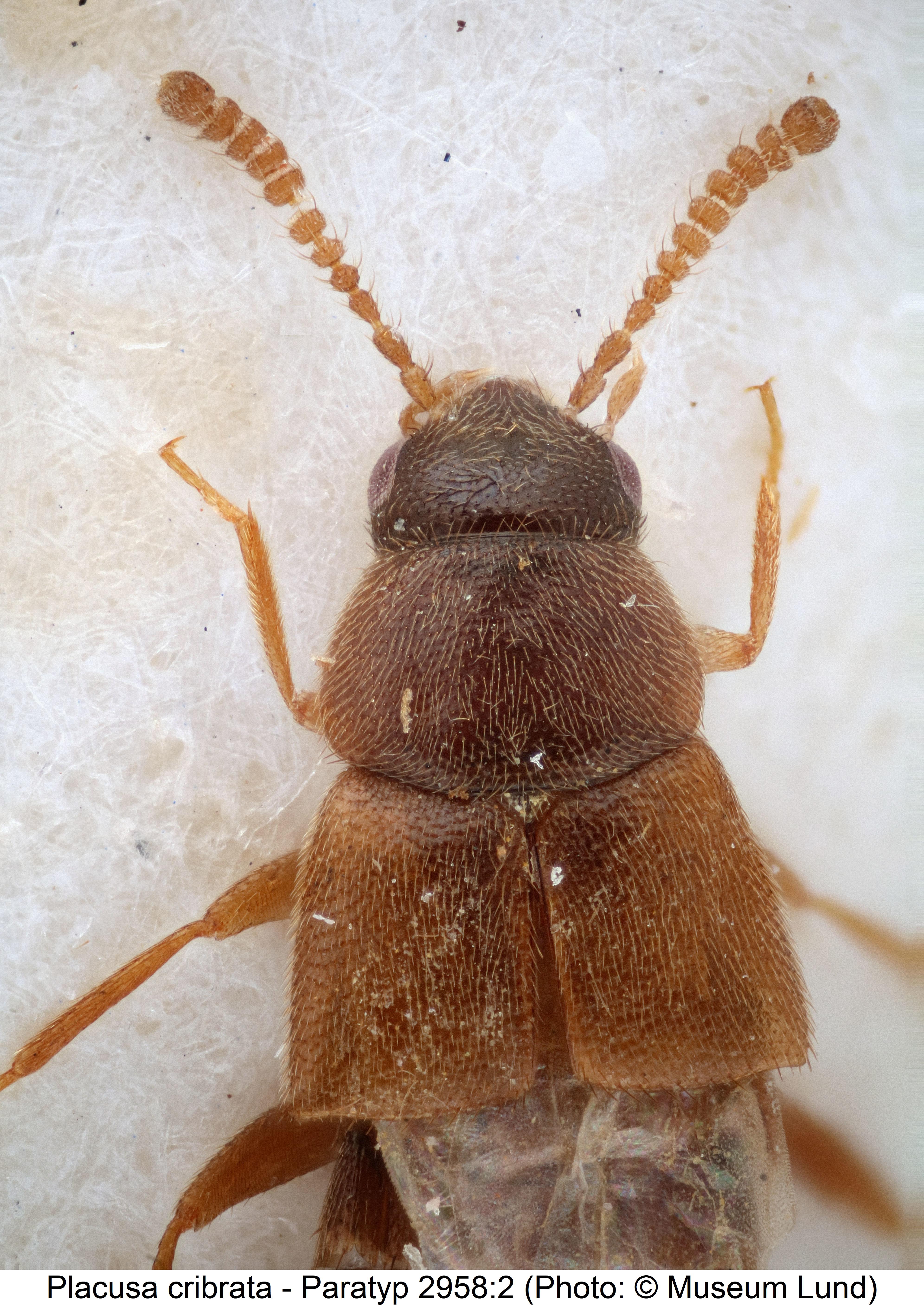 placusa_cribrata_vk.jpg