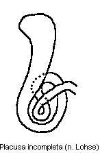 placusa_incompleta_sperm.gif