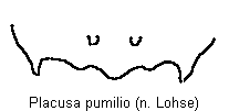 placusa_pumilio_tergit.gif