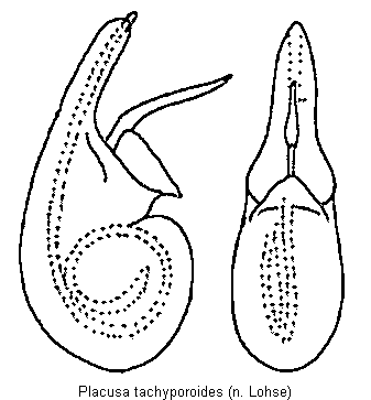 placusa_tachyporoides.gif