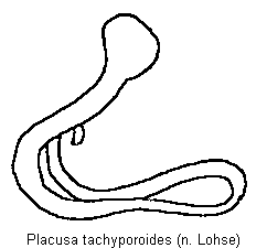 placusa_tachyporoides_sperm.gif