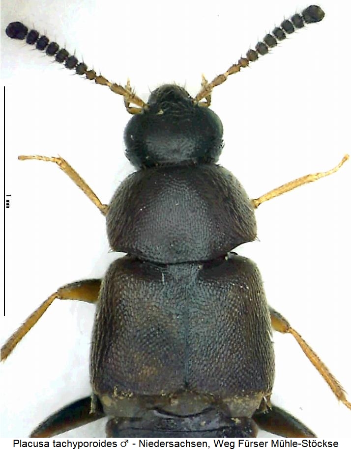 placusa_tachyporoides_vk.jpg