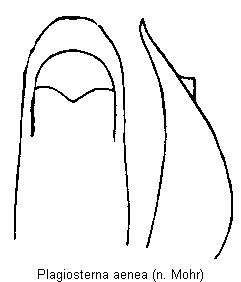plagiosterna_aenea.gif