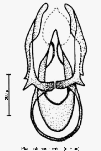 planeustomus_heydeni.gif