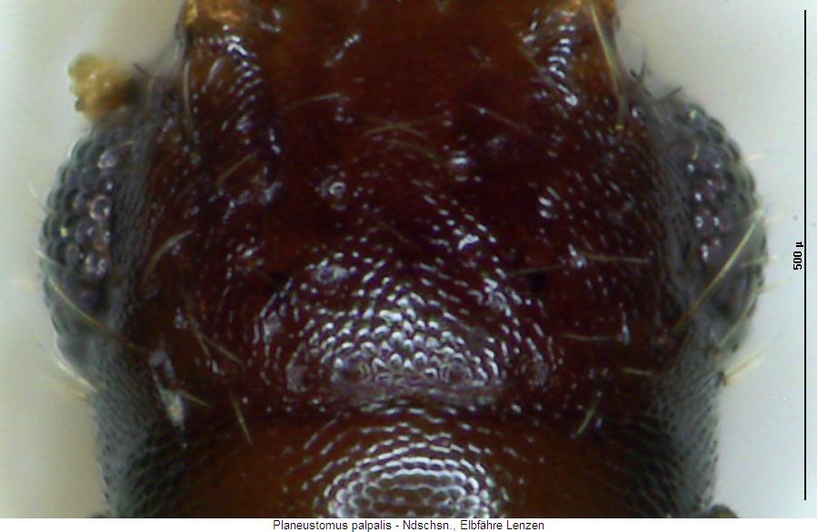 planeustomus_palpalis_k.jpg