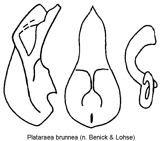 plataraea_brunnea.gif