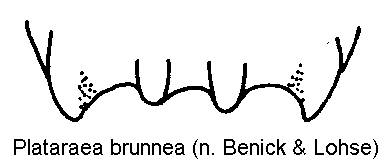 plataraea_brunnea_ter.gif