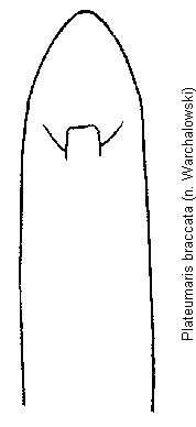 plateumaris_braccata.gif