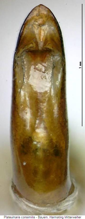 plateumaris_consimilis.jpg