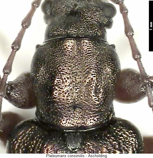 plateumaris_consimilis_hsch.jpg