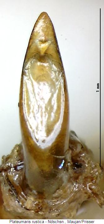 plateumaris_rustica.jpg