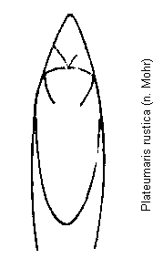 plateumaris_rustica2.gif