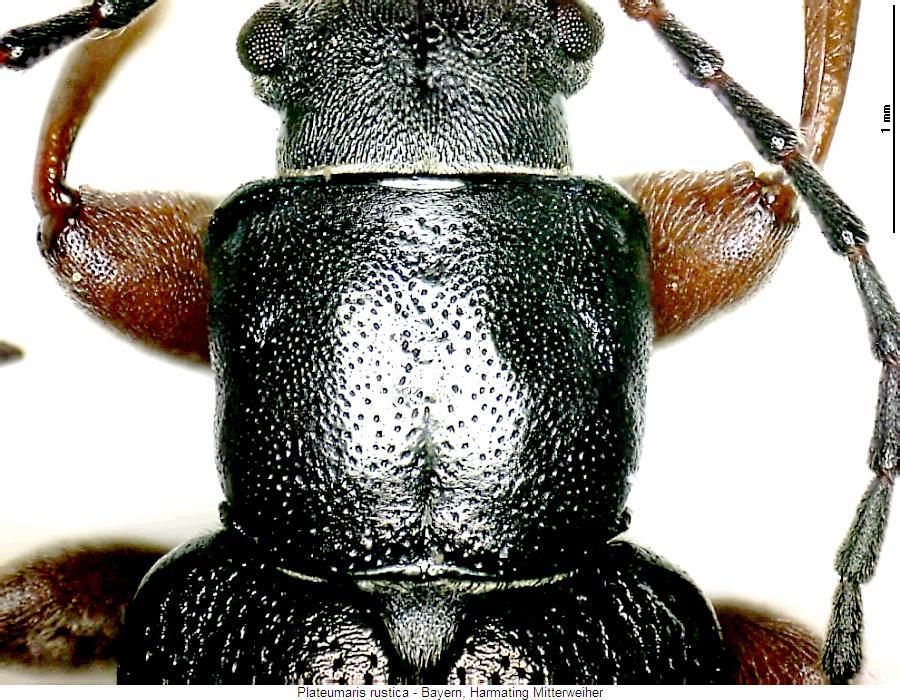 plateumaris_rustica_vk.jpg