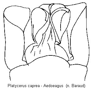 platycerus_caprea.gif