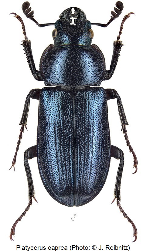 platycerus_caprea_m_rbn.jpg