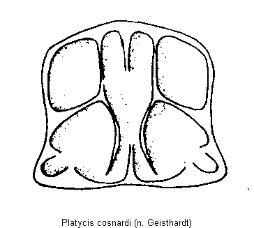 platycis_cosnardi_hsch.gif