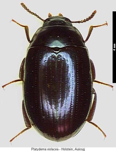 platydema_violaceum_hab.jpg