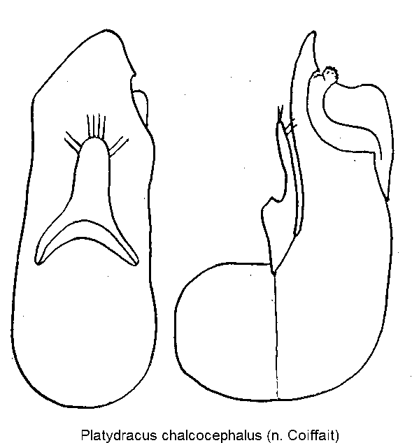 platydracus_chalcocephalus.gif