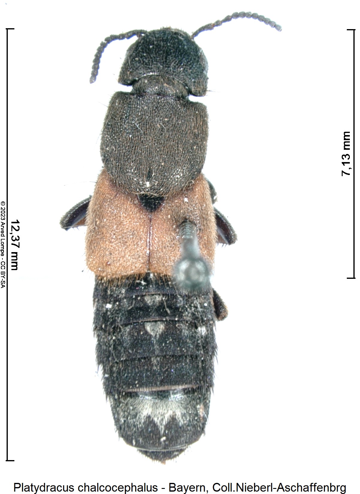 platydracus_chalcocephalus_hab.jpg
