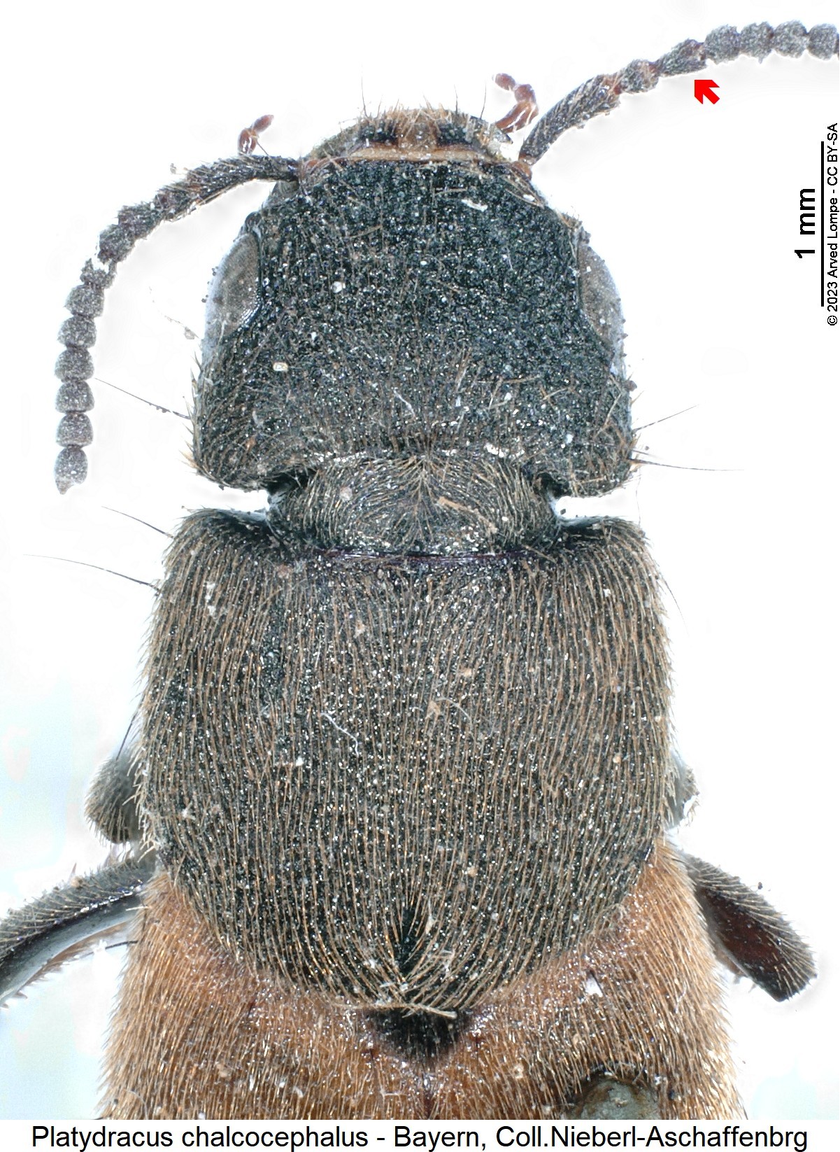 platydracus_chalcocephalus_vk.jpg