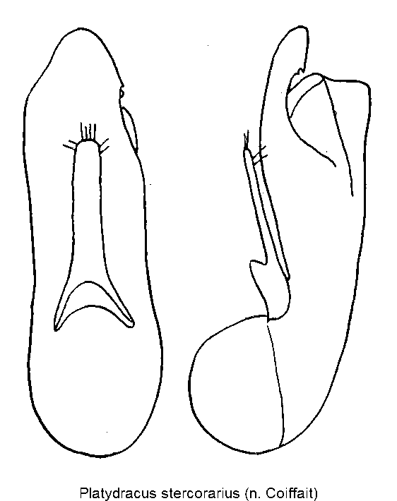 platydracus_stercorarius.gif