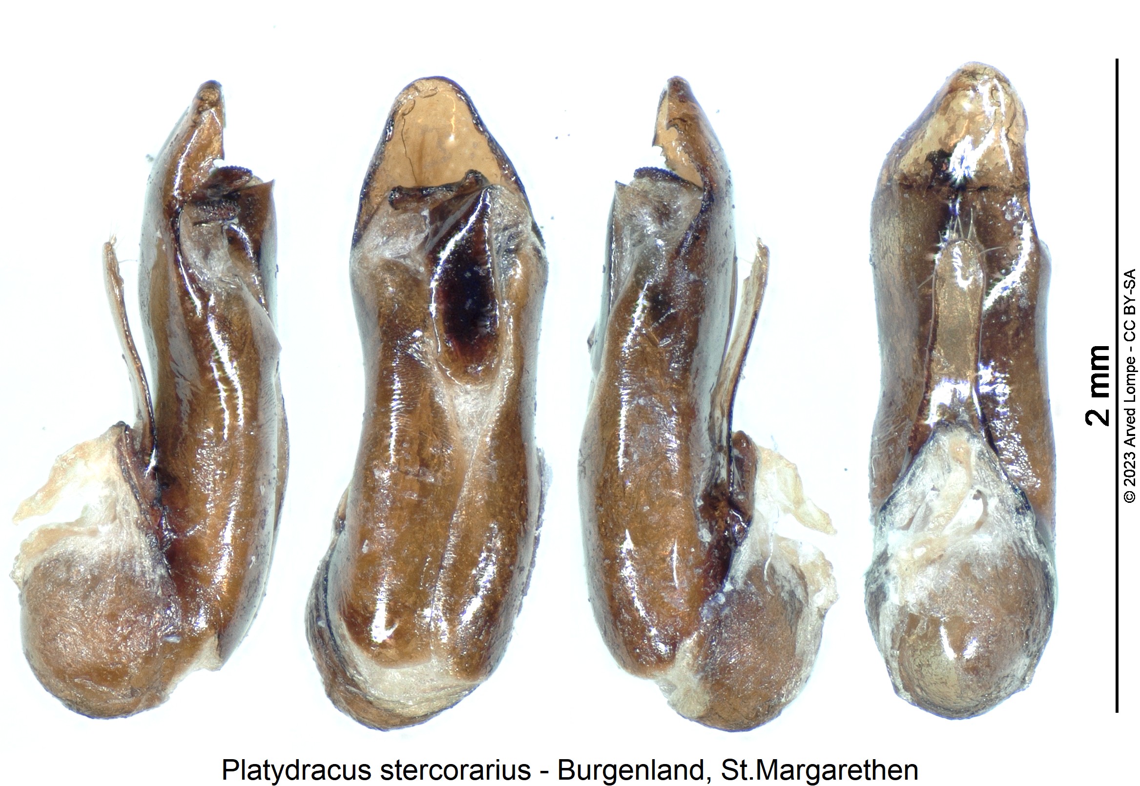 platydracus_stercorarius.jpg