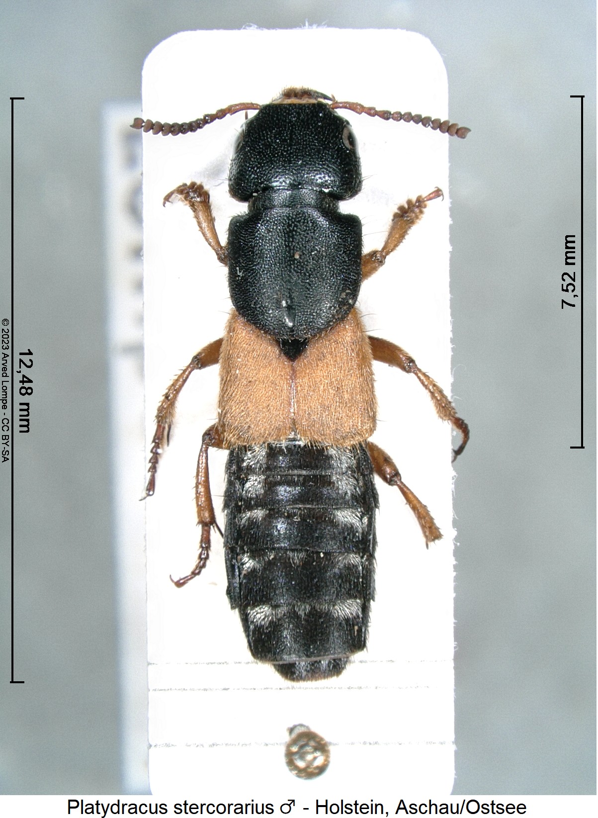 platydracus_stercorarius_m_hab.jpg