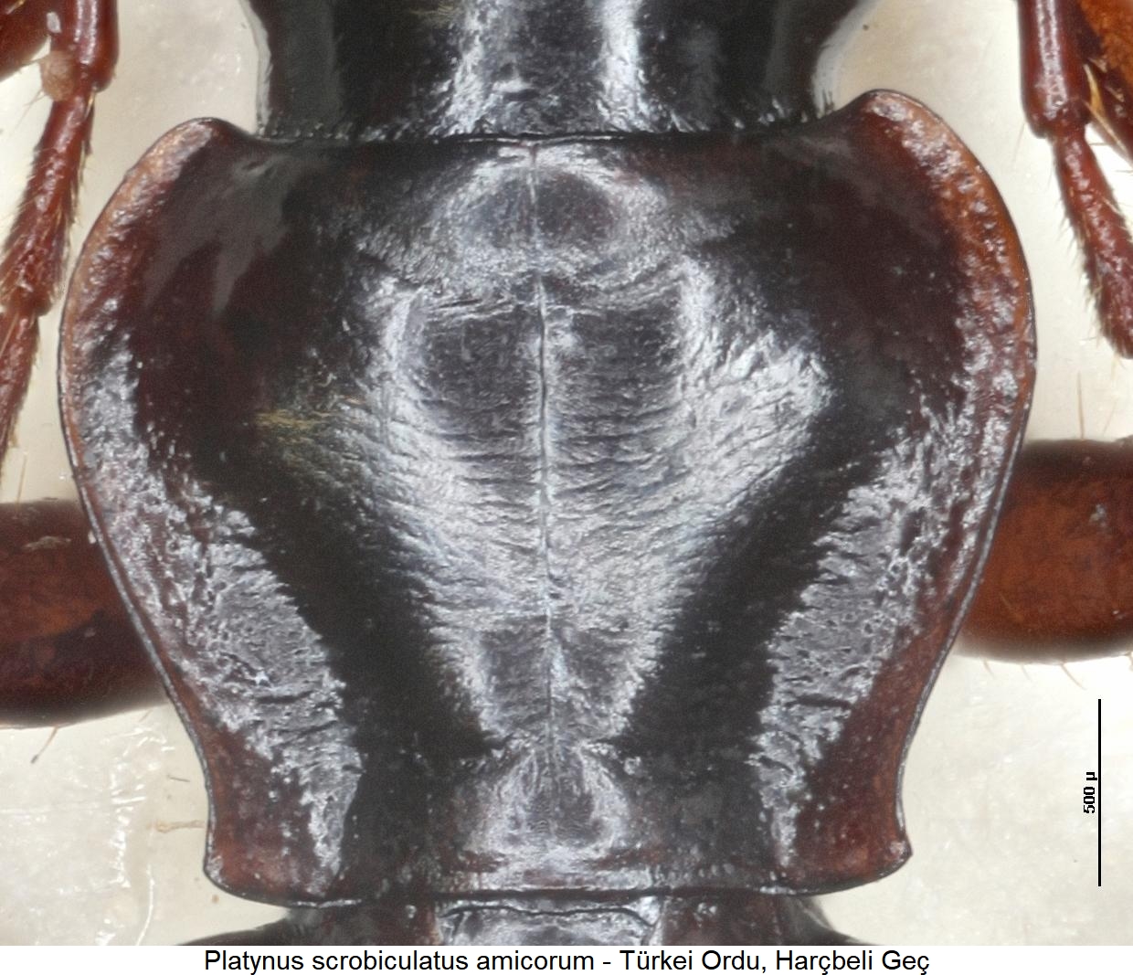 platynus_amicorum_hsch.jpg