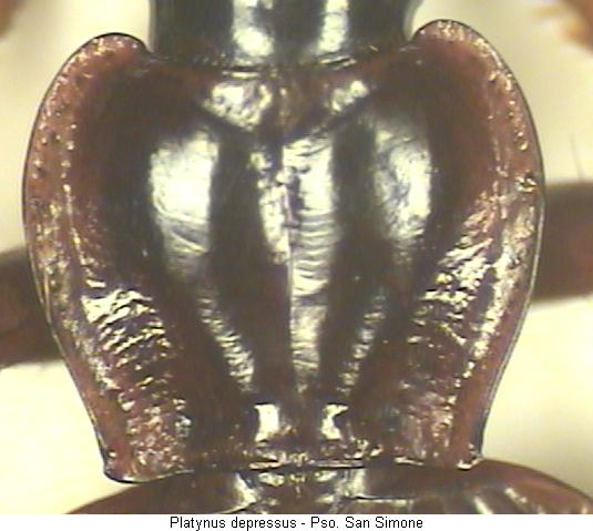 platynus_depressus_hsch.jpg