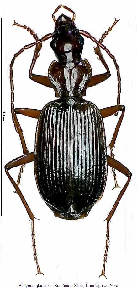 platynus_glacialis_hab.jpg