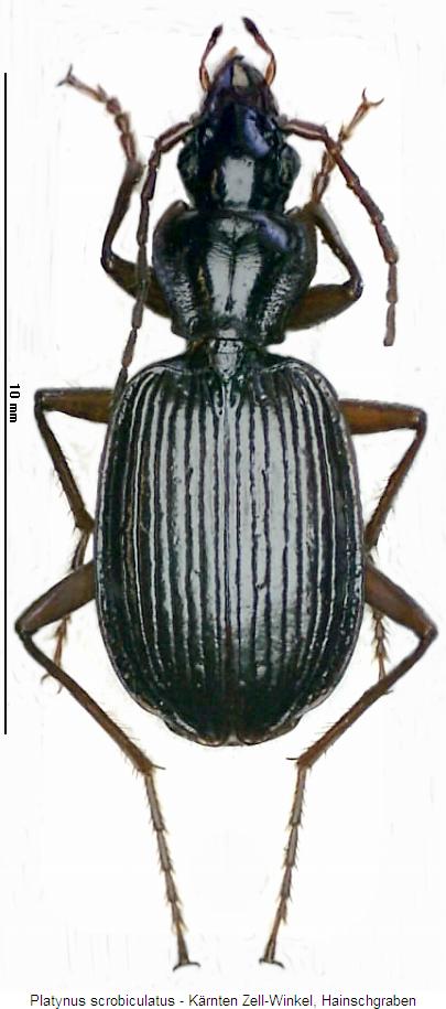 platynus_scrobiculatus_hab.jpg