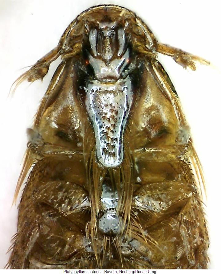 platypsyllus_castoris_us.jpg
