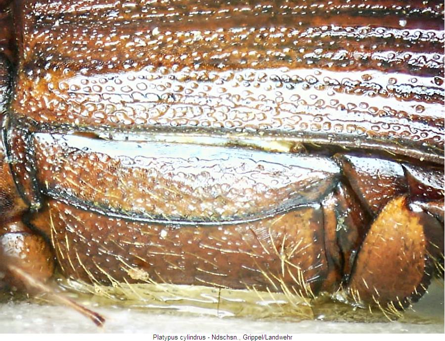 platypus_cylindrus_hbr.jpg