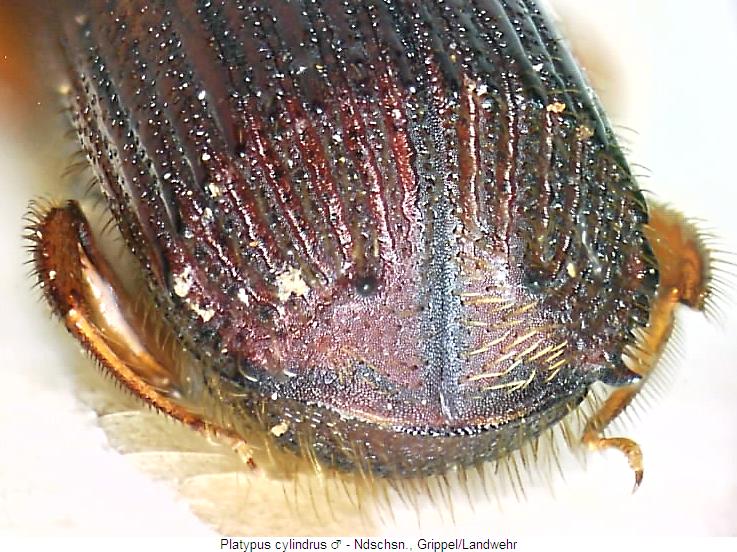 platypus_cylindrus_m_hlb.jpg